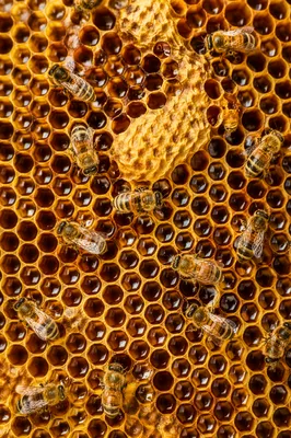 Golden Honeycomb Hexagonal Texture with Bees