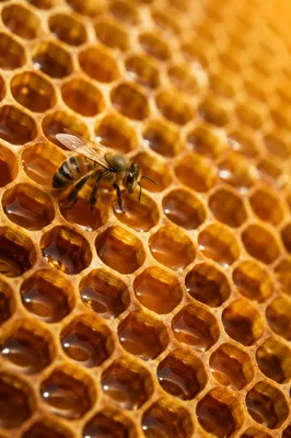 Golden Honeycomb Texture with Metallic Shine