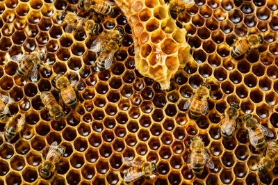 Golden Honeycomb Hexagon Texture with Bees