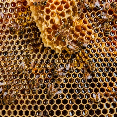 Golden Honeycomb Macro Texture with Bees