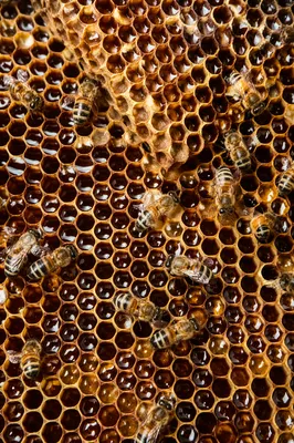 Golden Honeycomb Texture with Detailed Honeybees