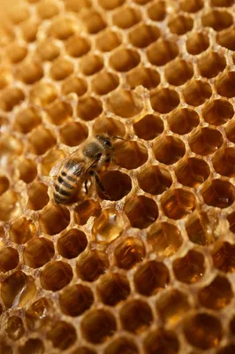 Golden Honeycomb Macro Texture with Honeybee