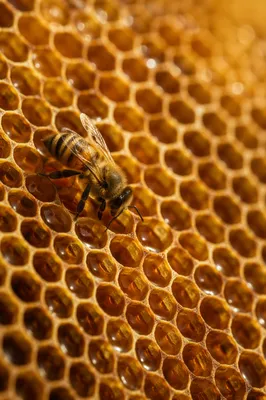 Golden Honeycomb Texture with Honey Bee