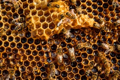 Golden Honeycomb Texture With Detailed Bees