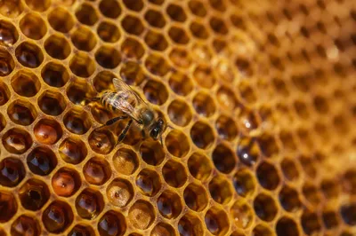 Golden Honeycomb Texture with Metallic Hexagons