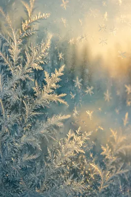 Golden Winter Frost Crystals on Glass