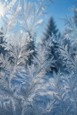 Winter Frost Crystals on Cold Glass