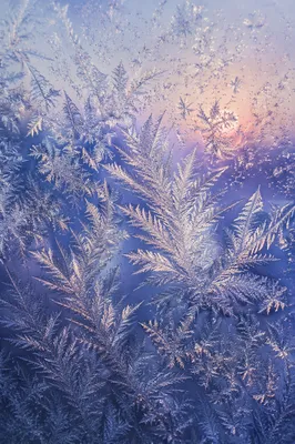 Intricate Winter Frost Crystals on Glass