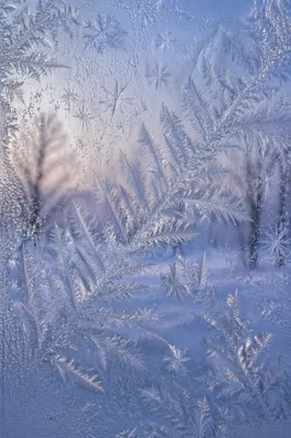 Intricate Winter Frost Crystals on Glass