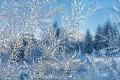 Winter Frost Crystals on Glass