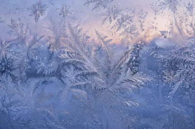 Intricate Winter Frost Crystals on Glass