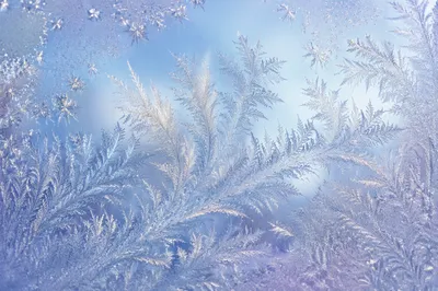 Intricate Winter Frost Crystals on Glass