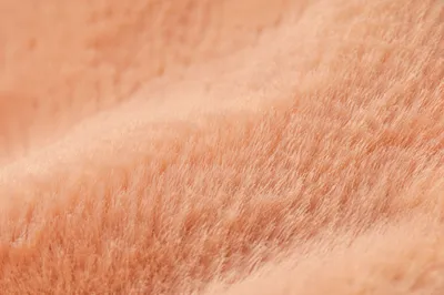 Peach Velvet Texture in Soft Macro