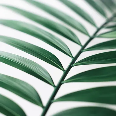 Emerald Tropical Leaves on White Background