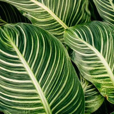 Lush Tropical Monstera Palm Leaf Pattern