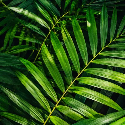 Lush Tropical Palm and Monstera Pattern