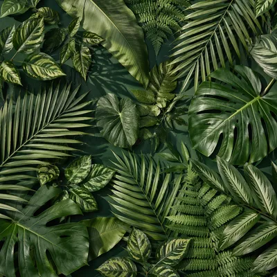 Lush Tropical Monstera Palm Leaf Background