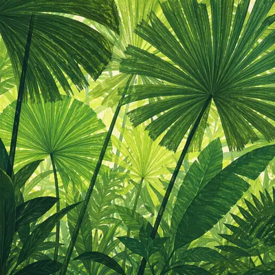 Lush Tropical Monstera Palm Leaf Background