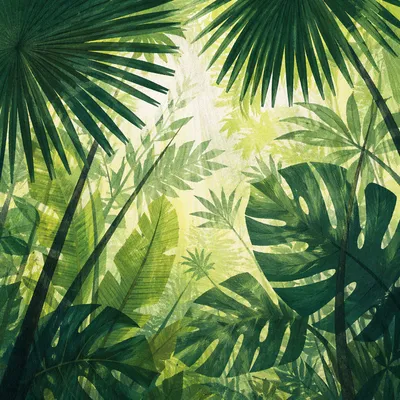Lush Tropical Monstera Palm Canopy Background
