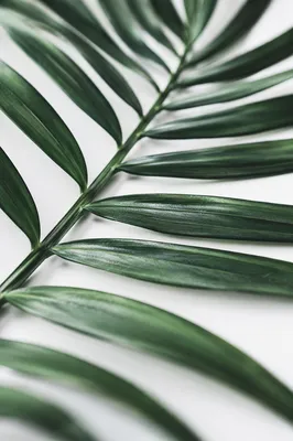 Tropical Monstera Palm Leaf Macro Background
