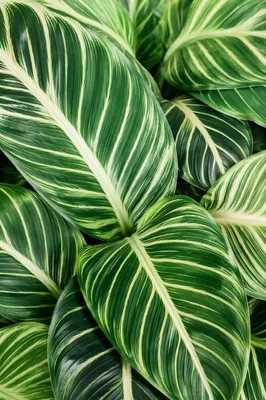 Lush Tropical Monstera Palm Leaf Pattern
