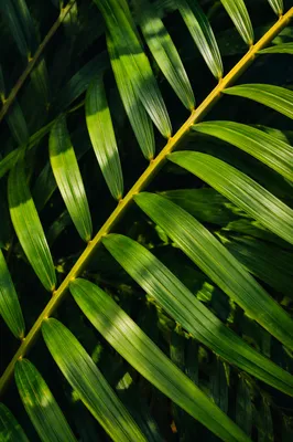 Tropical Monstera Palm Leaf Green Pattern