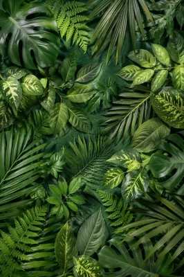 Lush Tropical Monstera Palm Leaf Background
