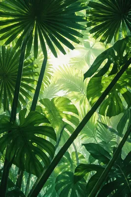 Lush Tropical Monstera Palm Canopy Background