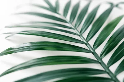 Tropical Monstera Palm Leaf Macro Background