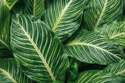 Lush Tropical Monstera Palm Leaf Pattern