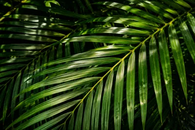 Lush Tropical Monstera Palm Leaf Pattern