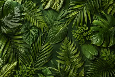 Lush Tropical Leaf Flat Lay Background