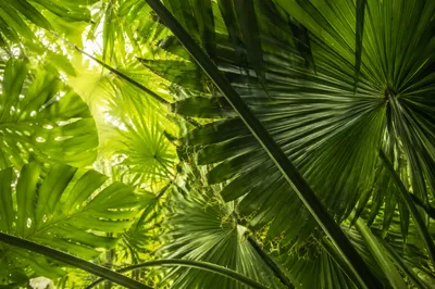 Lush Tropical Palm and Monstera Background