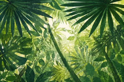 Lush Tropical Monstera Palm Canopy Background