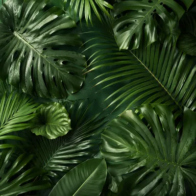 Lush Tropical Monstera Palm Leaf Background