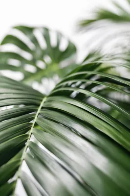 Tropical Monstera Palm Leaf Macro Background