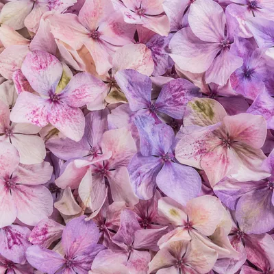 Soft Pink Purple Hydrangea Floral Texture