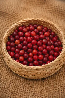 Wicker Basket with Red Coffee Cherries