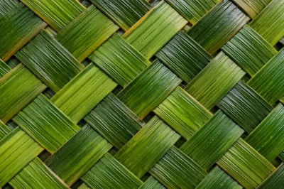 Natural Green Woven Palm Basket Texture