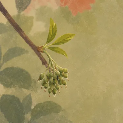 Mustard Seed Parable Growth in Morning Light