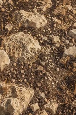 Rocky Path with Scattered Sower Seeds
