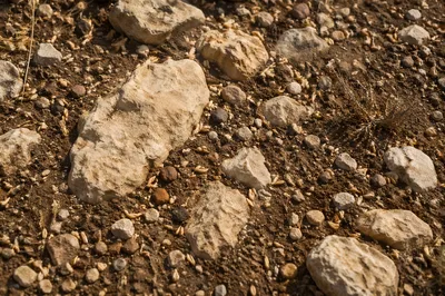 Rocky Path with Scattered Sower Seeds