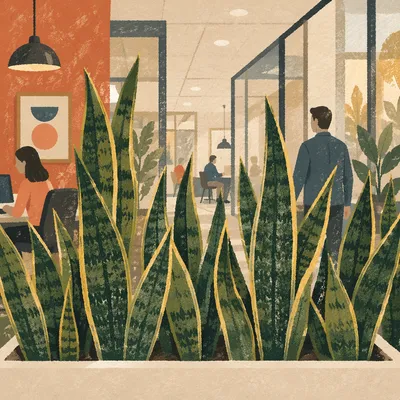 Warm Office Snake Plants on Shelf