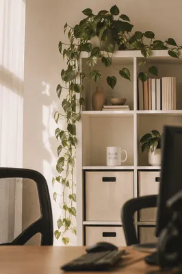 Warm Office Shelf With Trailing Pothos