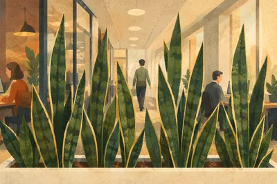 Warm Office Snake Plants on Shelf