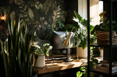 Warm Home Office With Lush Shelf Plants