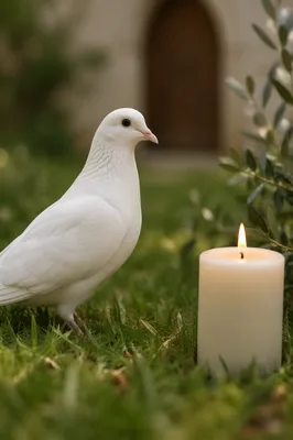 White Dove Beside Baptism Candle