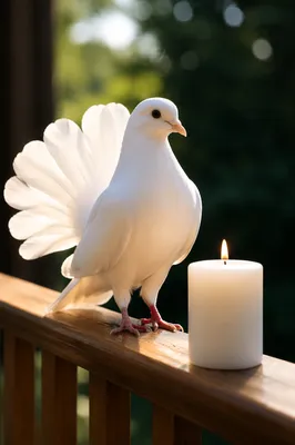 White Dove and Baptism Candle Close-Up