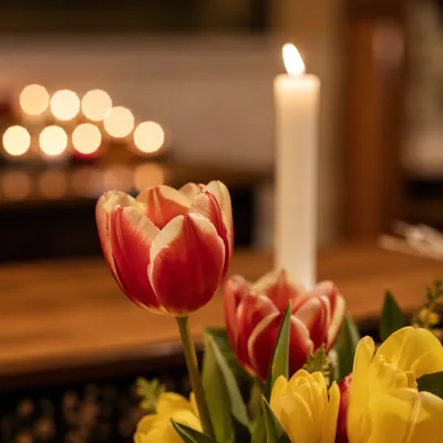 Tulips and Candles on Quiet Church Altar