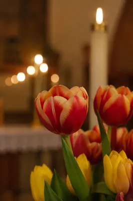 Red Tulips and Candles on Church Altar